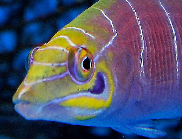 Pseudocheilinus ocellatus