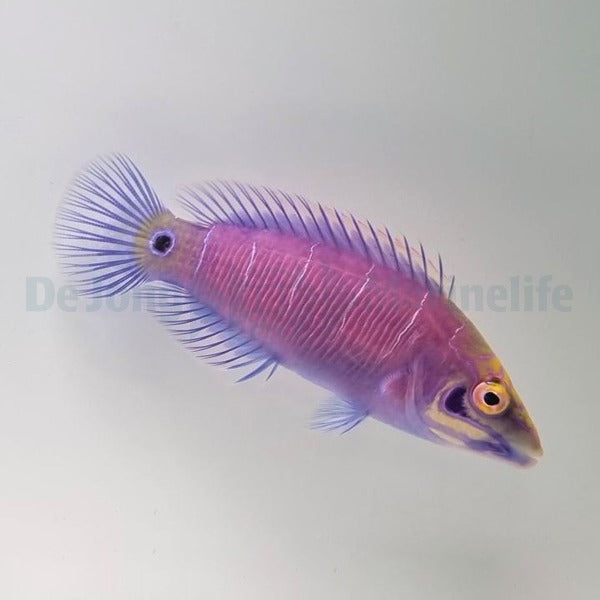 Pseudocheilinus ocellatus