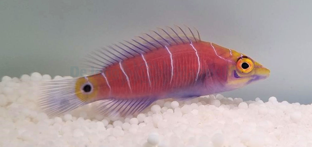 Pseudocheilinus ocellatus