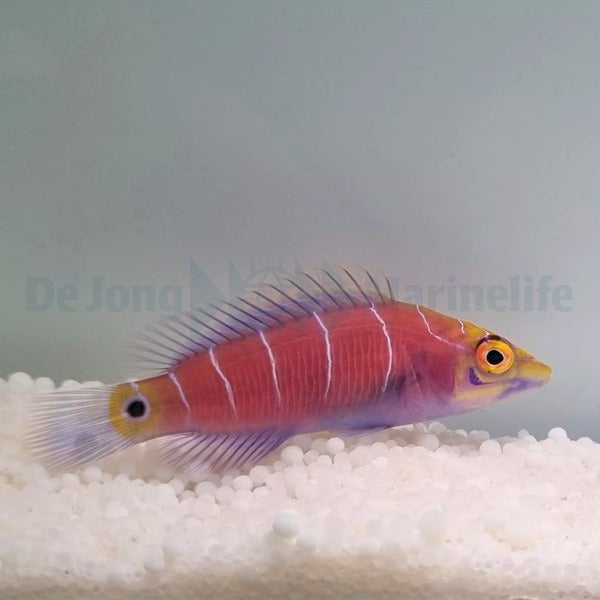 Pseudocheilinus ocellatus