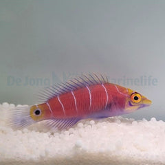 Pseudocheilinus ocellatus