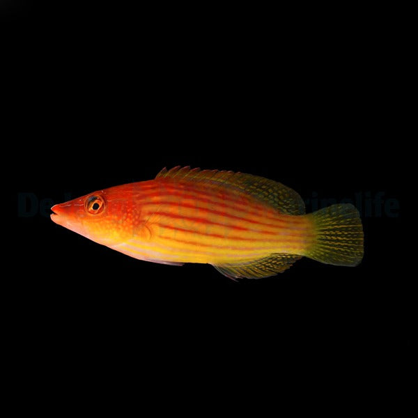 Pseudocheilinus octotaenia