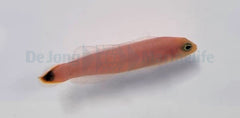 Pseudochromis elongatus