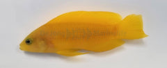 Pseudochromis fuscus