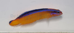 Pseudochromis aldabraensis - DJM Bred