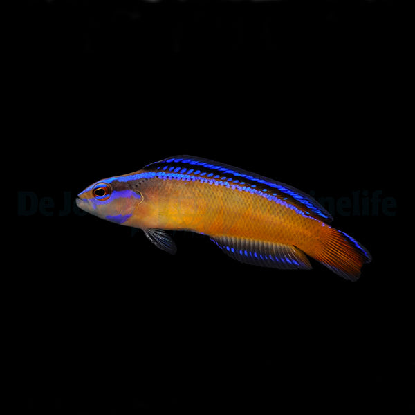 Pseudochromis aldabraensis - DJM Bred