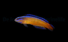 Pseudochromis aldabraensis - DJM Bred