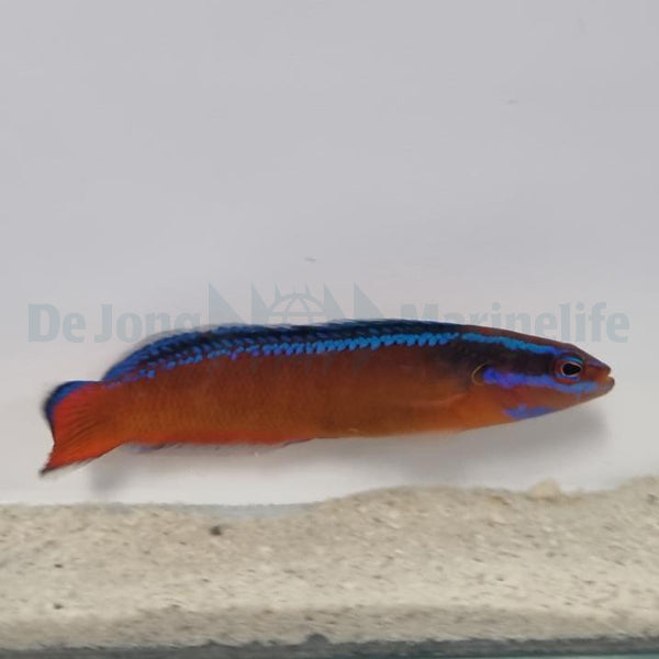 Pseudochromis aldabraensis