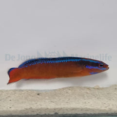 Pseudochromis aldabraensis