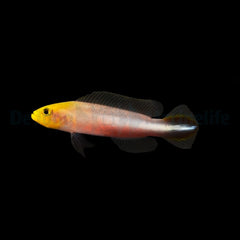 Pseudochromis bitaeniatus