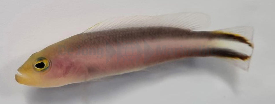 Pseudochromis bitaeniatus