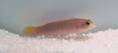 Pseudochromis cyanotaenia (female)