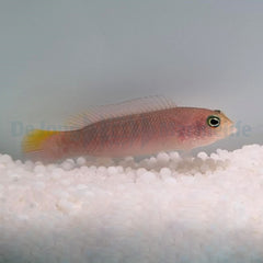 Pseudochromis cyanotaenia (female)