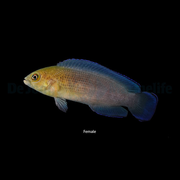 Pseudochromis dilectus