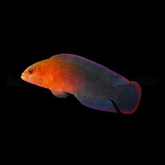 Pseudochromis dilectus