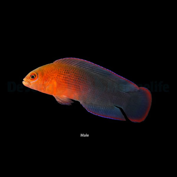 Pseudochromis dilectus