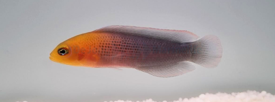 Pseudochromis dilectus