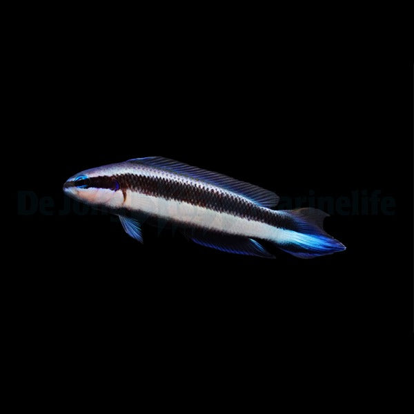 Pseudochromis indigo (Electric) - DJM Bred