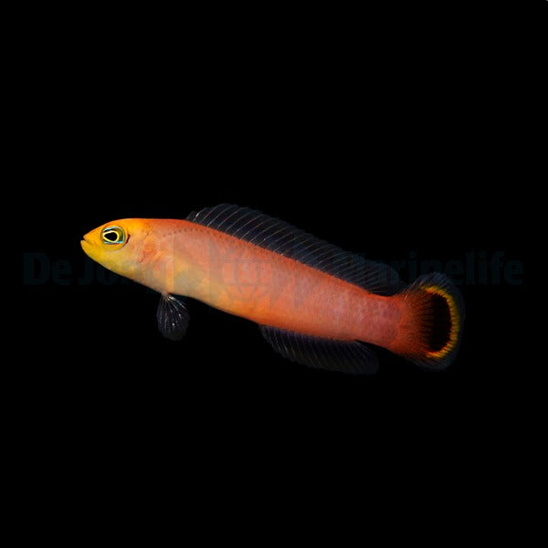 Pseudochromis elongatus - T.B.