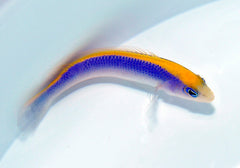 Pseudochromis flavivertex