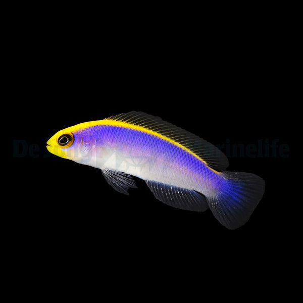 Pseudochromis flavivertex