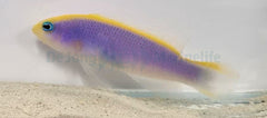 Pseudochromis flavivertex