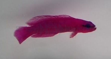 Pseudochromis fridmani - DJM Bred