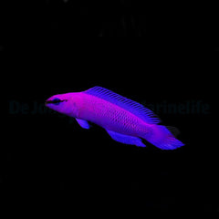 Pseudochromis fridmani - DJM Bred