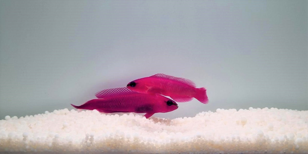 Pseudochromis fridmani (pair)