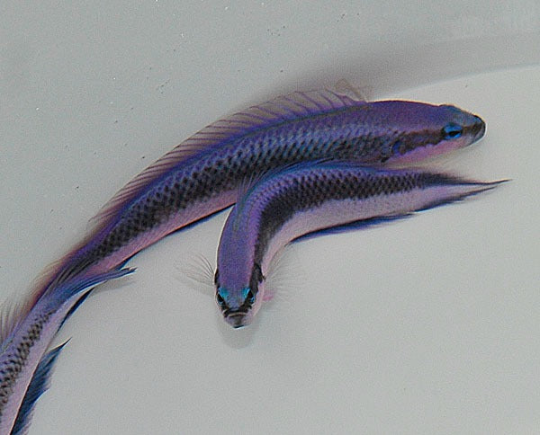 Pseudochromis indigo (dejongi) - DJM Bred