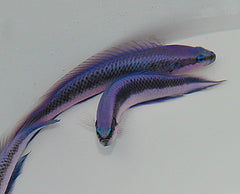Pseudochromis indigo (dejongi) - DJM Bred