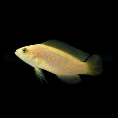 Pseudochromis fuscus