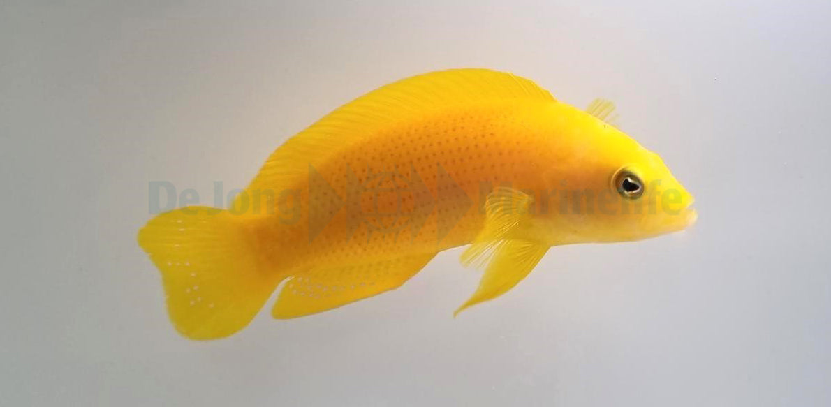 Pseudochromis fuscus