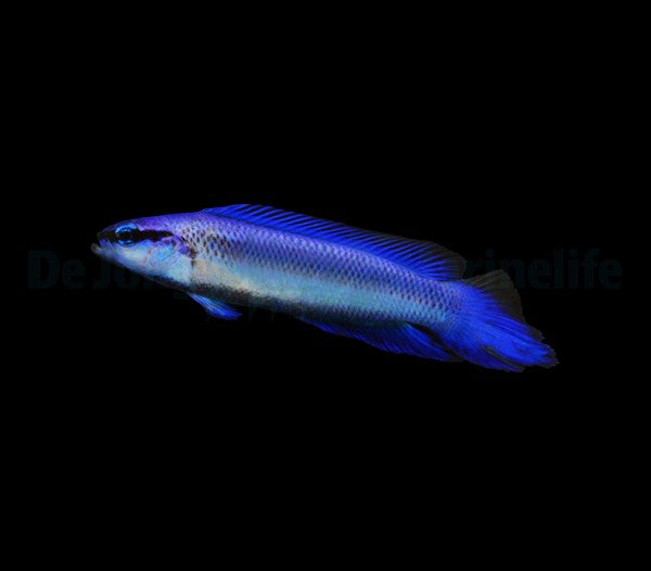 Pseudochromis indigo (dejongi) - DJM Bred