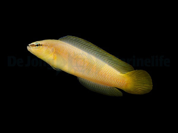 Pseudochromis leucorhynchus