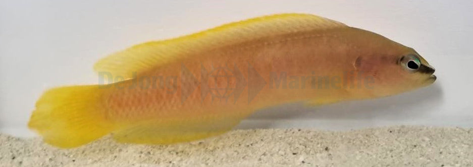 Pseudochromis leucorhynchus