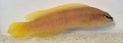Pseudochromis leucorhynchus