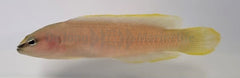 Pseudochromis leucorhynchus