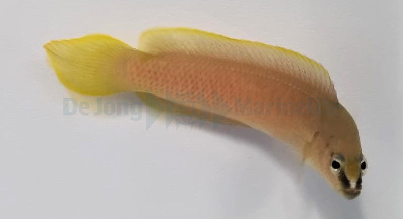 Pseudochromis leucorhynchus