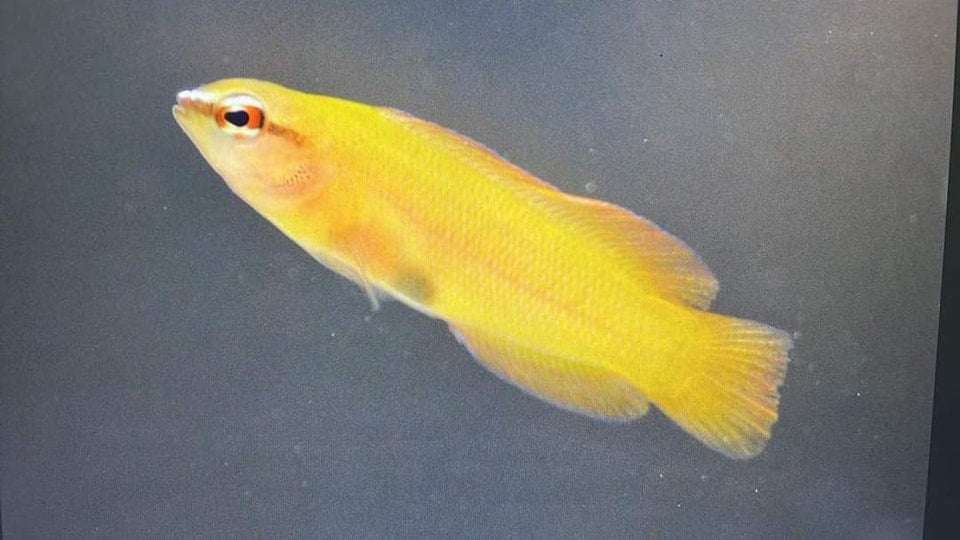 Pseudochromis leucorhynchus - DJM Bred