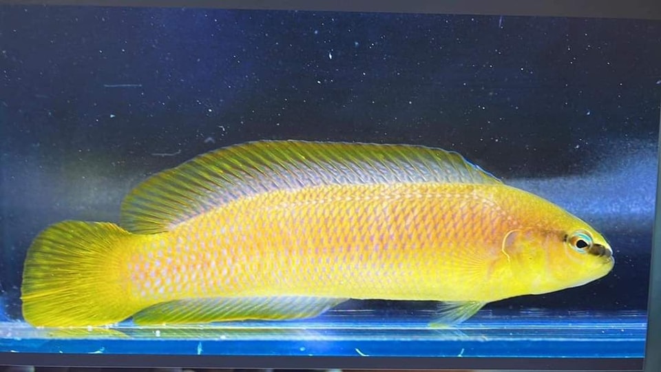 Pseudochromis leucorhynchus - DJM Bred