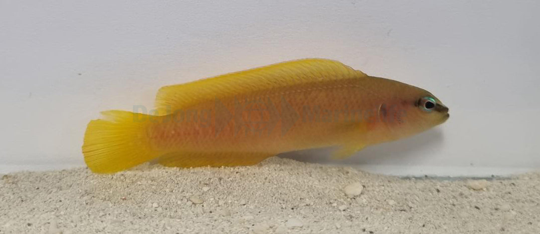 Pseudochromis leucorhynchus