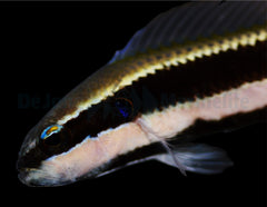 Pseudochromis sankeyi - DJM Bred