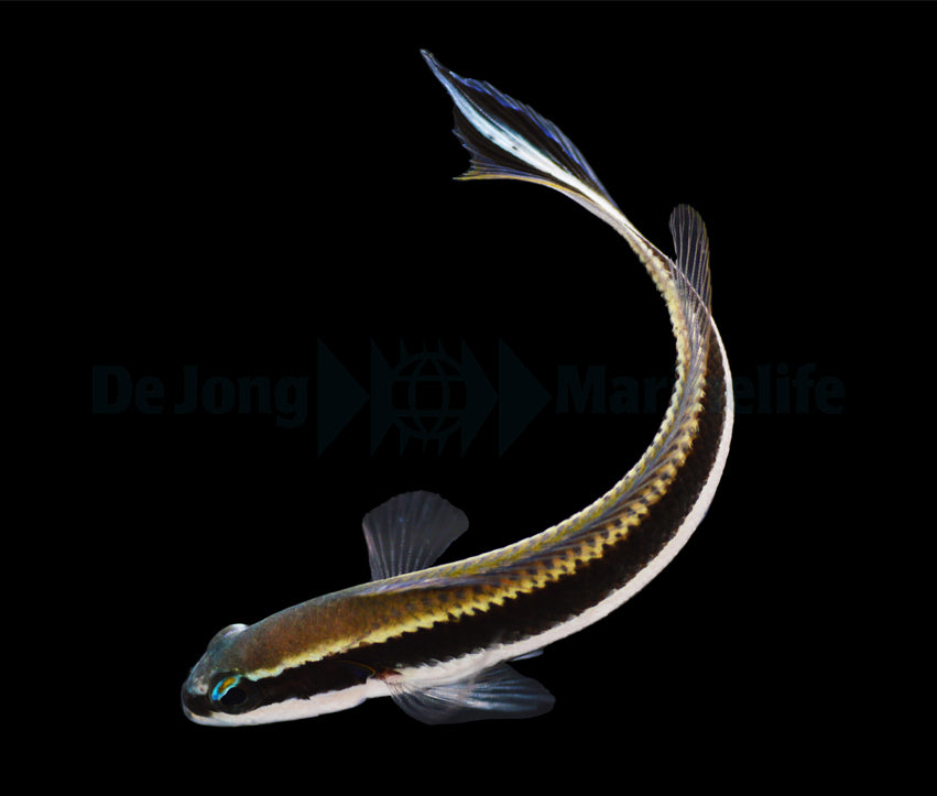 Pseudochromis sankeyi