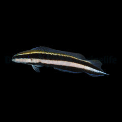 Pseudochromis sankeyi
