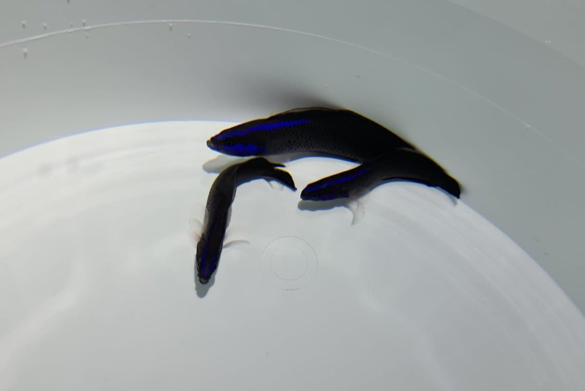 Pseudochromis springeri - DJM Bred