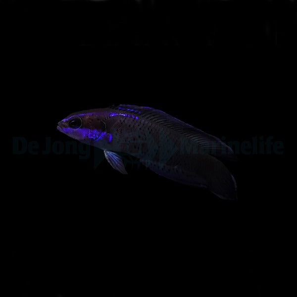 Pseudochromis springeri - DJM Bred