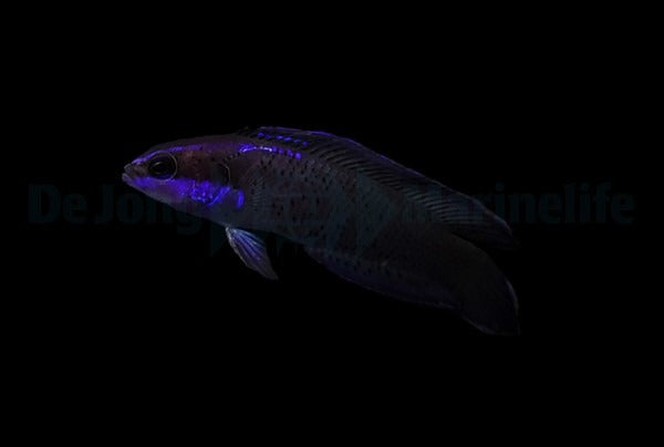 Pseudochromis springeri - DJM Bred