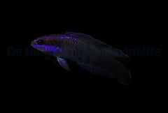 Pseudochromis springeri - DJM Bred