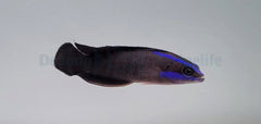 Pseudochromis springeri